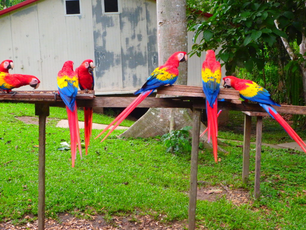 Natura Mexicana – Scarlet Macaw Conservation in Lacantun rainforest - The  Macaw Society