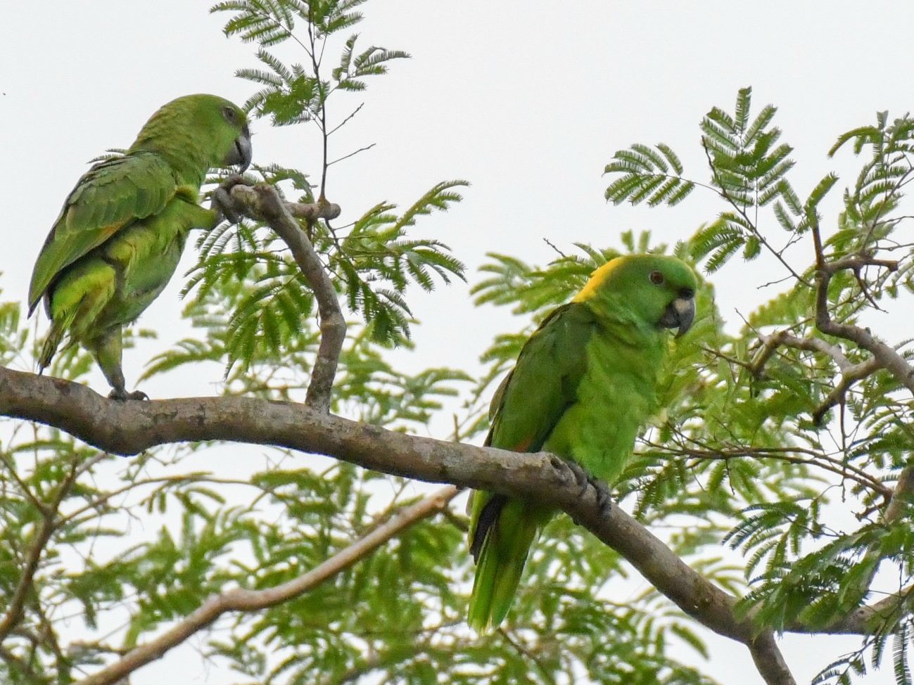 Our research on vocal variations in Yellow-naped Parrot in Costa Rica ...