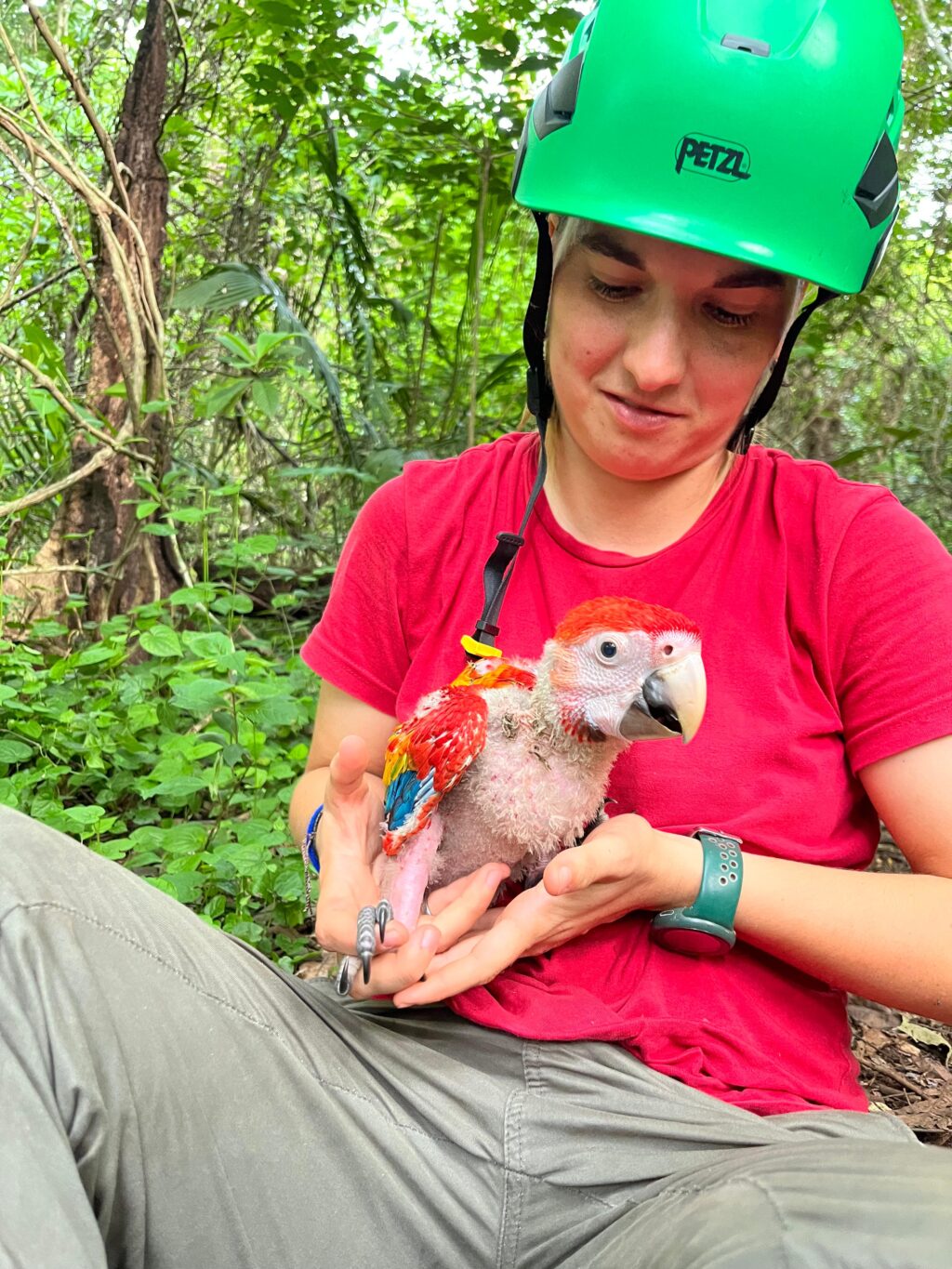 Rewilding Argentina and the return of the Green winged Macaw - The ...