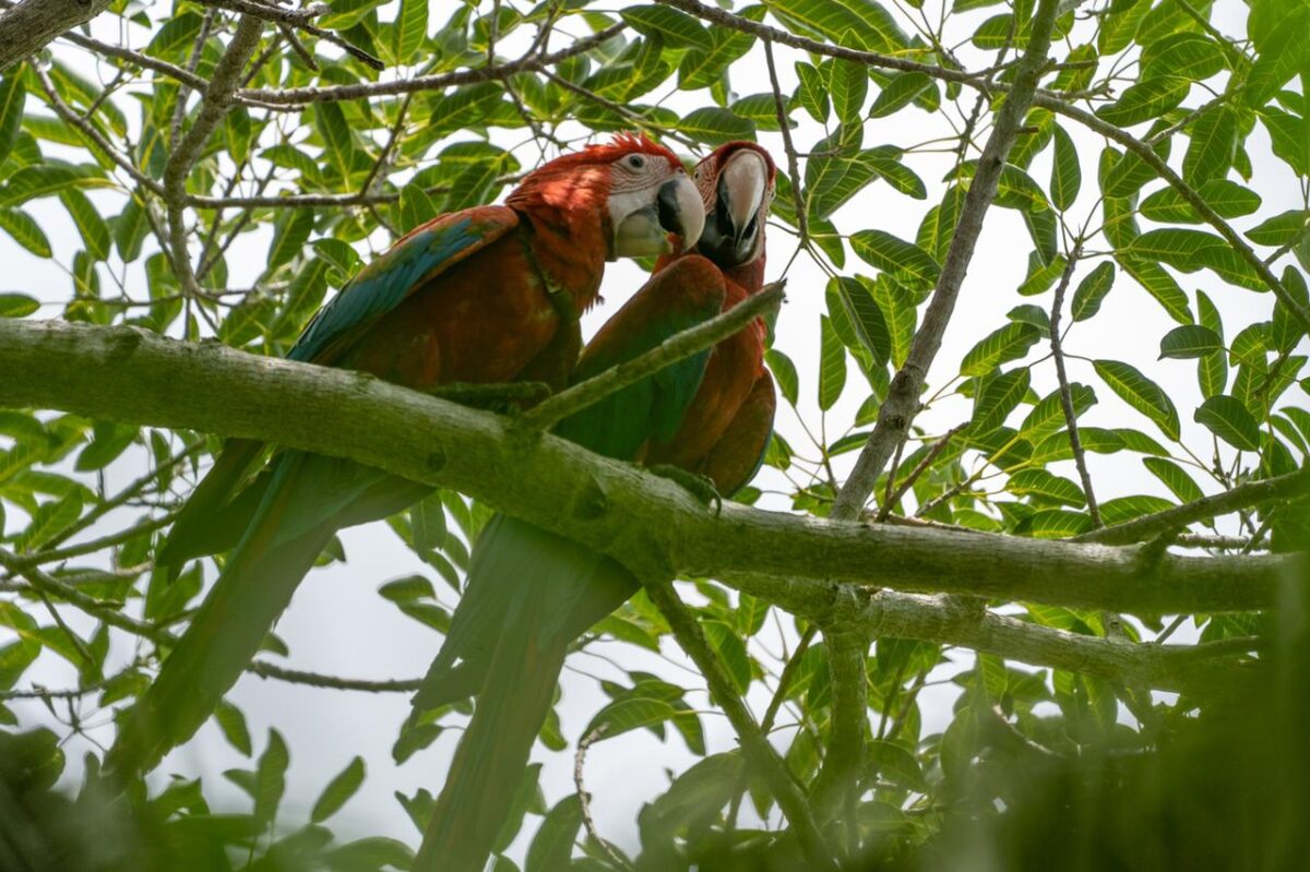 Rewilding Argentina and the return of the Green winged Macaw - The ...