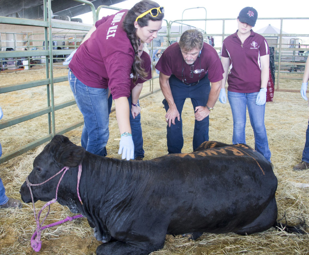 Texas A&M Veterinary Emergency Team (VET) Director trains students during a deployment in how to support an affected cow