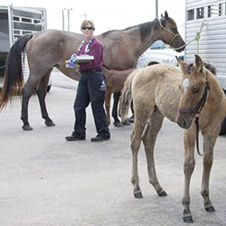 veterinary emergency team member cared for two horses rescued during the flooding