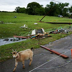 a goat walks down a rural road in the aftermath of the tornado amidst debris from cars and a helicopter