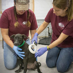 two female students scan a puppy for a microchip while on deployment