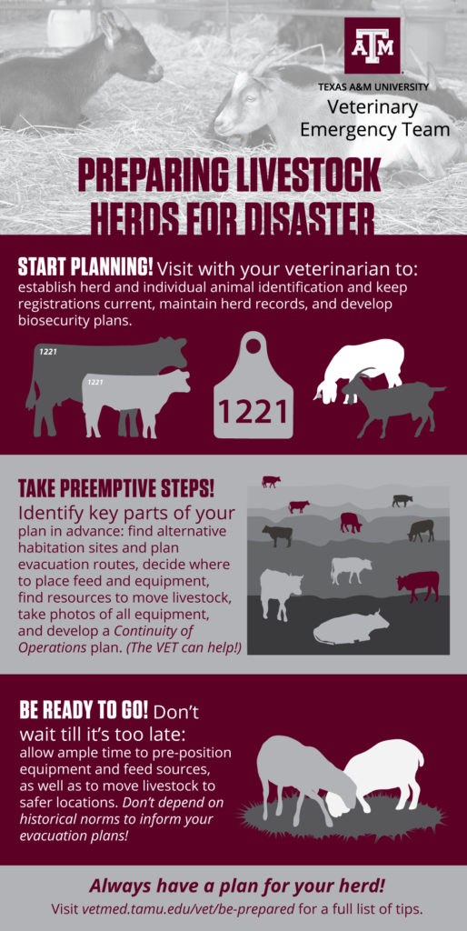 The VET wants you to Be Prepared. Use this Preparing Livestock Herds for Disaster infographic to help.