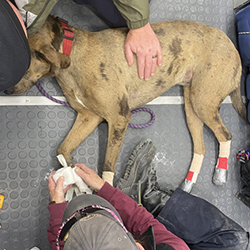 A VET team member works with a search-and-rescue team member to bandage their dog's feet for working in wildfire conditions