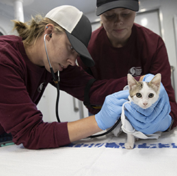 DVM Students with the Texas A&M Veterinary Emergency Team (VET) examine a kitten at Operation Lone Star in Raymondville, TX, in August 2021