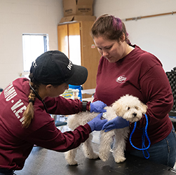 Two veterinary students examine a dog during OBHP 2022 in Raymondville