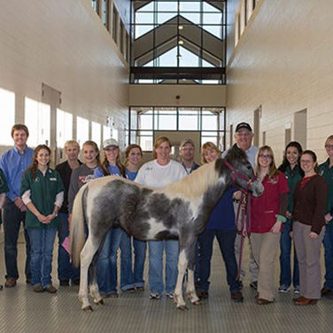 Large Animal Teaching Hospital - Texas A&M Veterinary Medical Teaching  Hospital