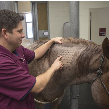 Large Animal Teaching Hospital - Texas A&M Veterinary Medical Teaching  Hospital