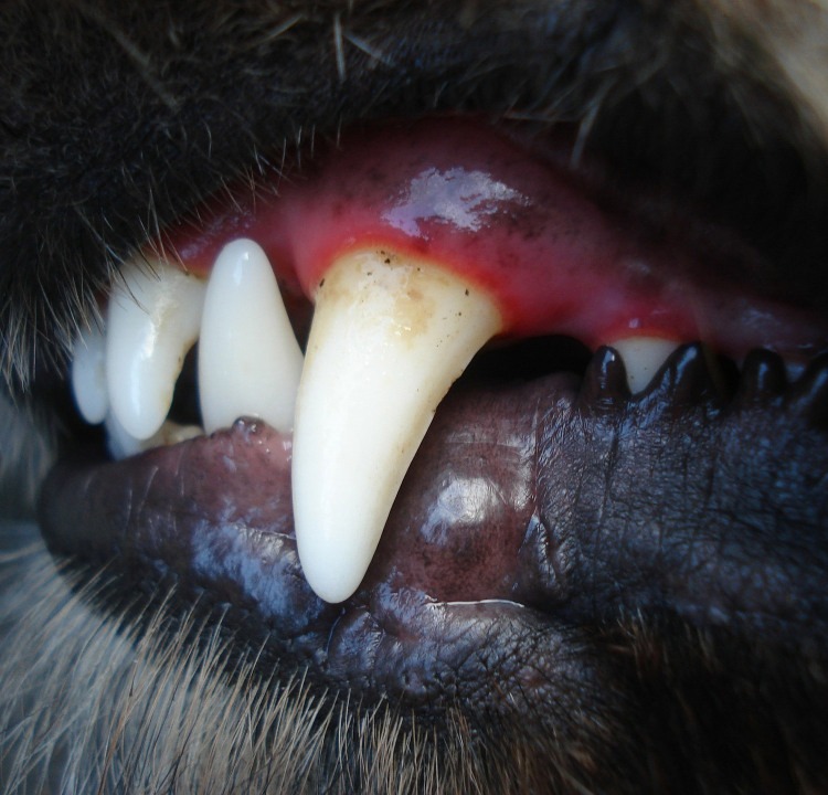 how to help dogs with gingivitis