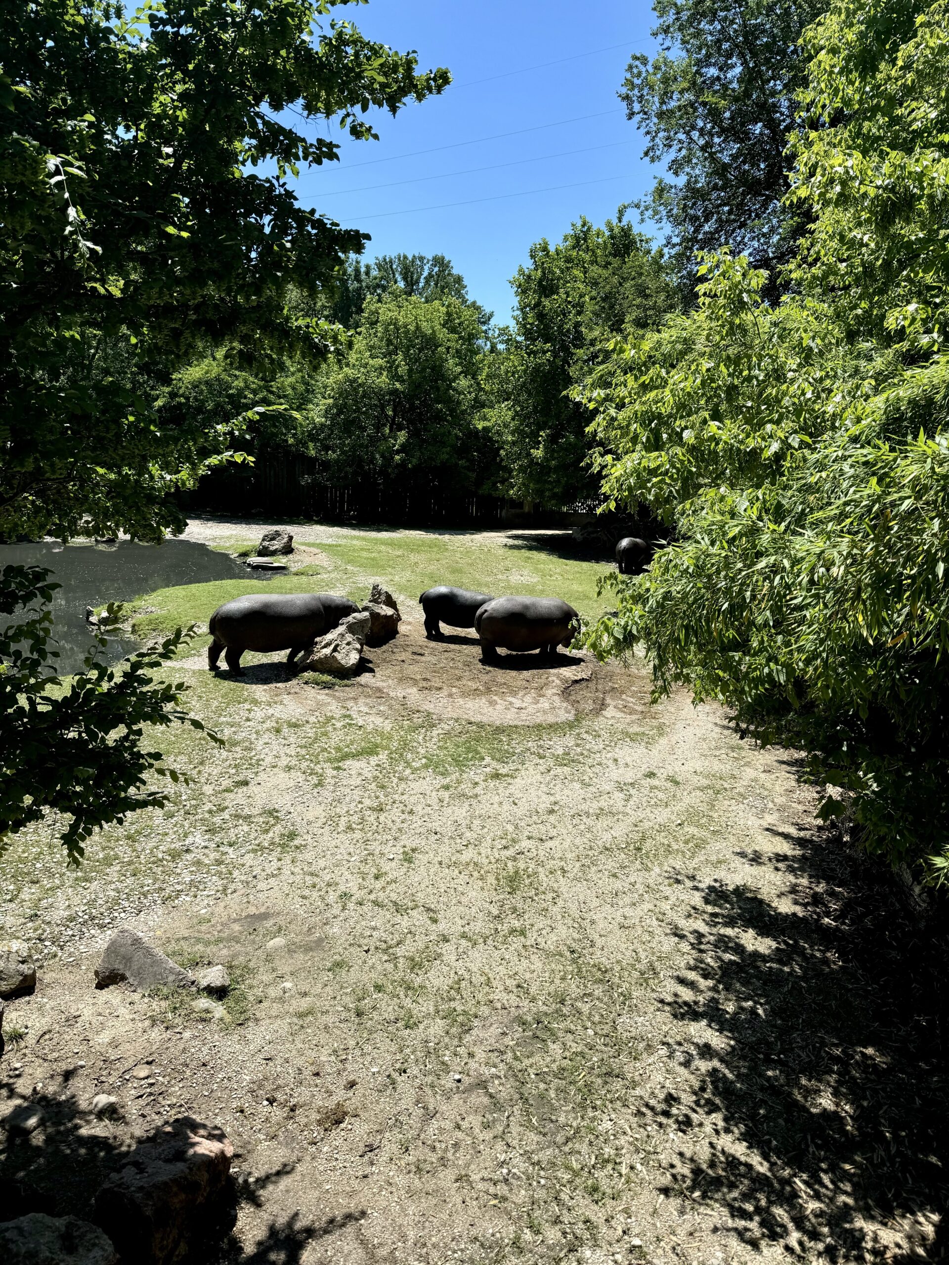 Hippos in their enclosure.