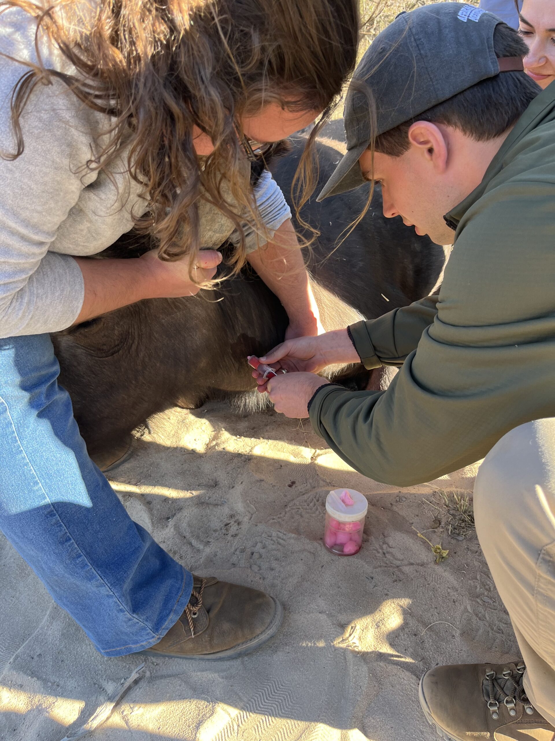 Drawing blood from a buffalo bull