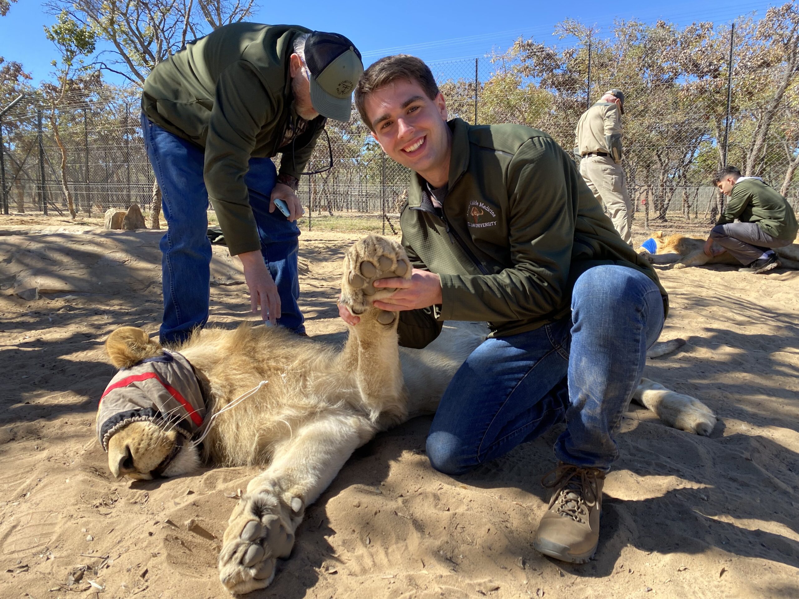 Showing off the size of a lion paw