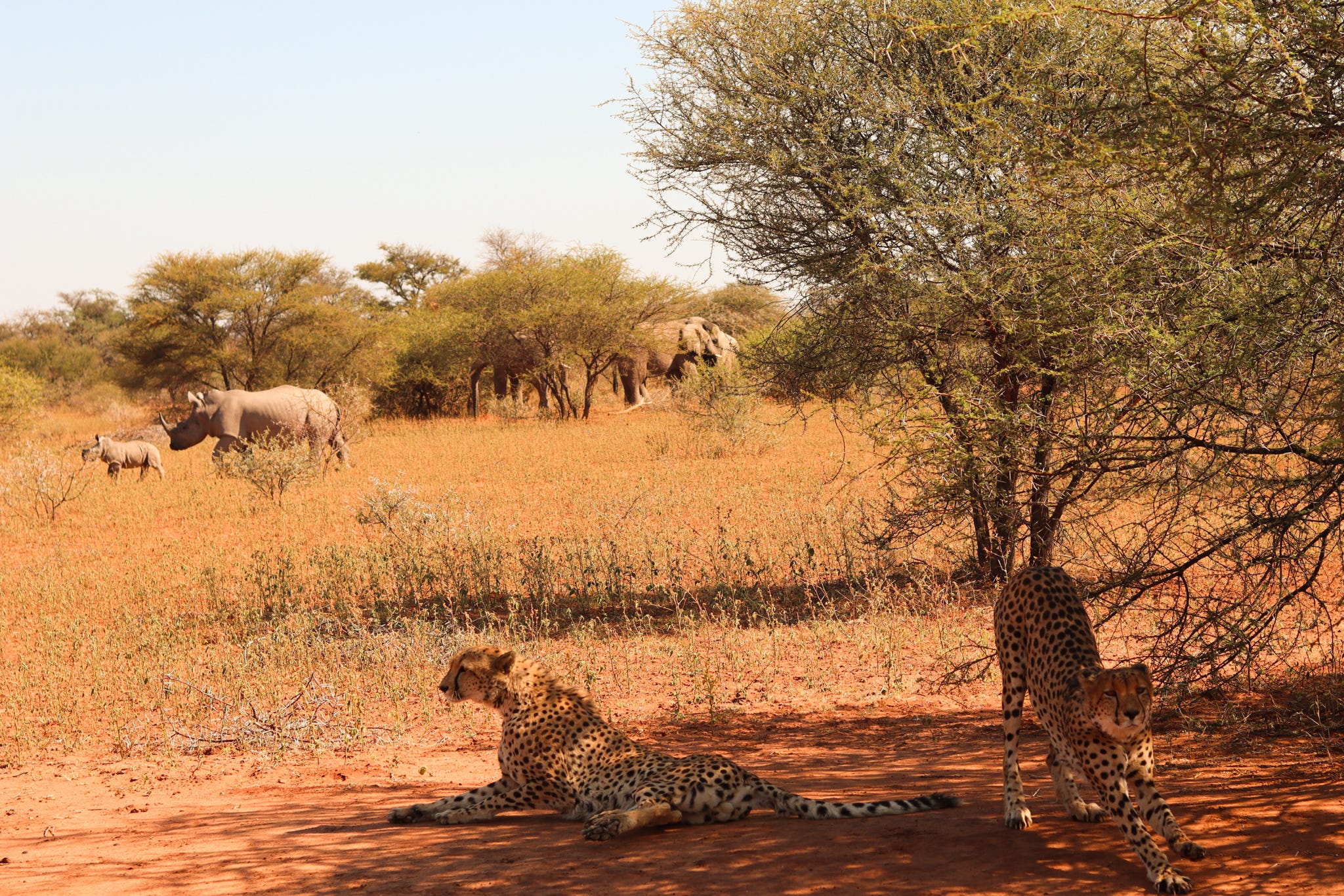 Cheetahs, white rhino, and elephants