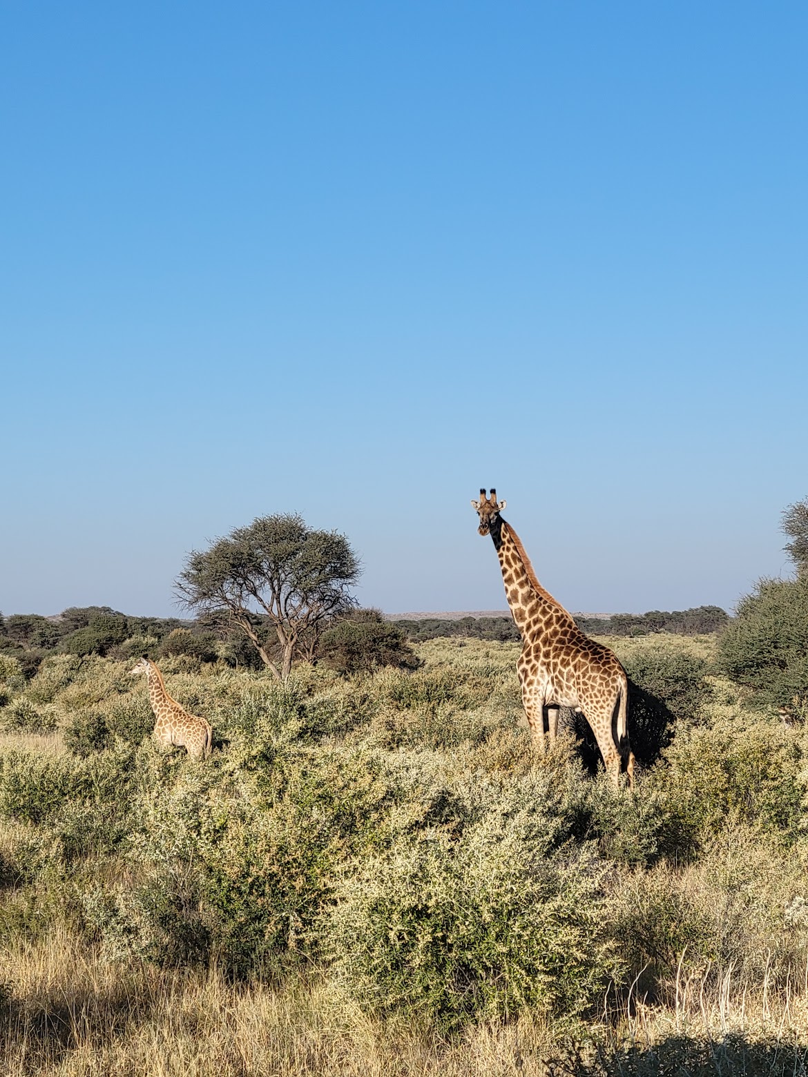 A mother and baby giraffe we saw on one of our game drives. 