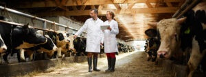 A veterinarian consults with a veterinary technician in a cattle barn