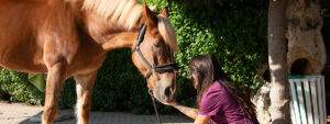 An equine veterinary technician stops while walking a horse patient