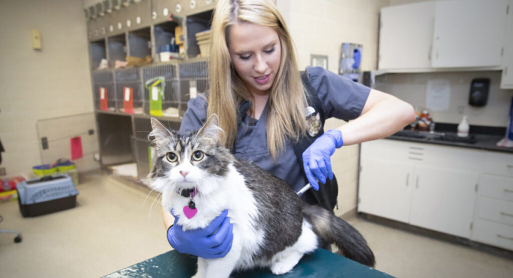 A female veterinary technician gives a cat a shot at the Veterinary Medicial Teaching Hospital