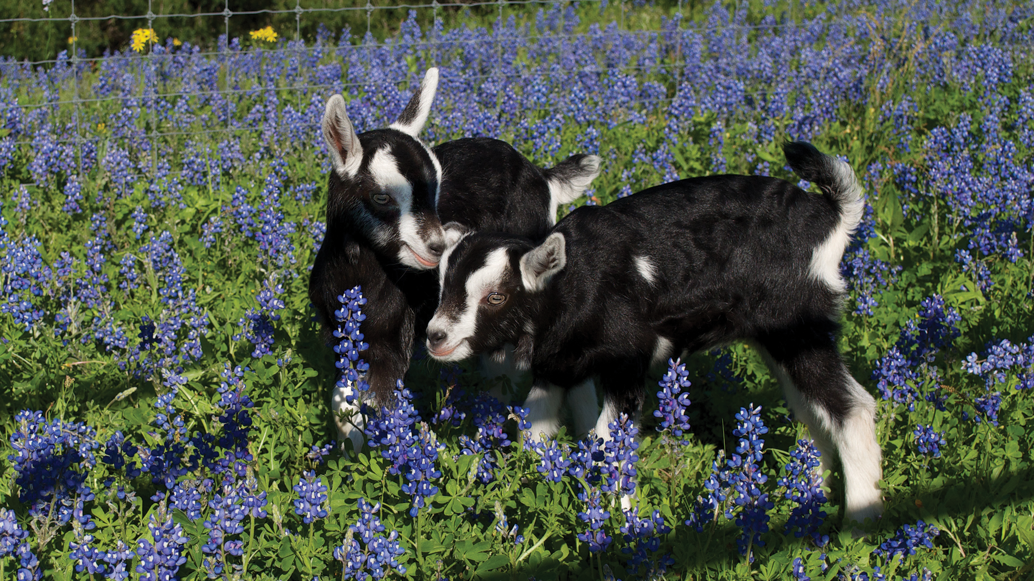 two baby goats in a field of bluebonnets
