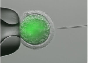 Embryo Injection