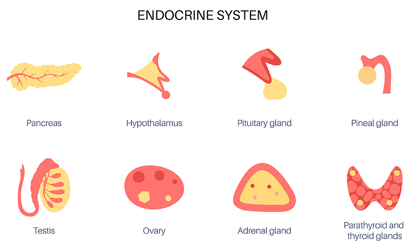 Reproductive Endocrinology Veterinary Physiology & Pharmacology