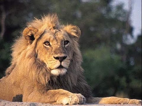 An African Lion