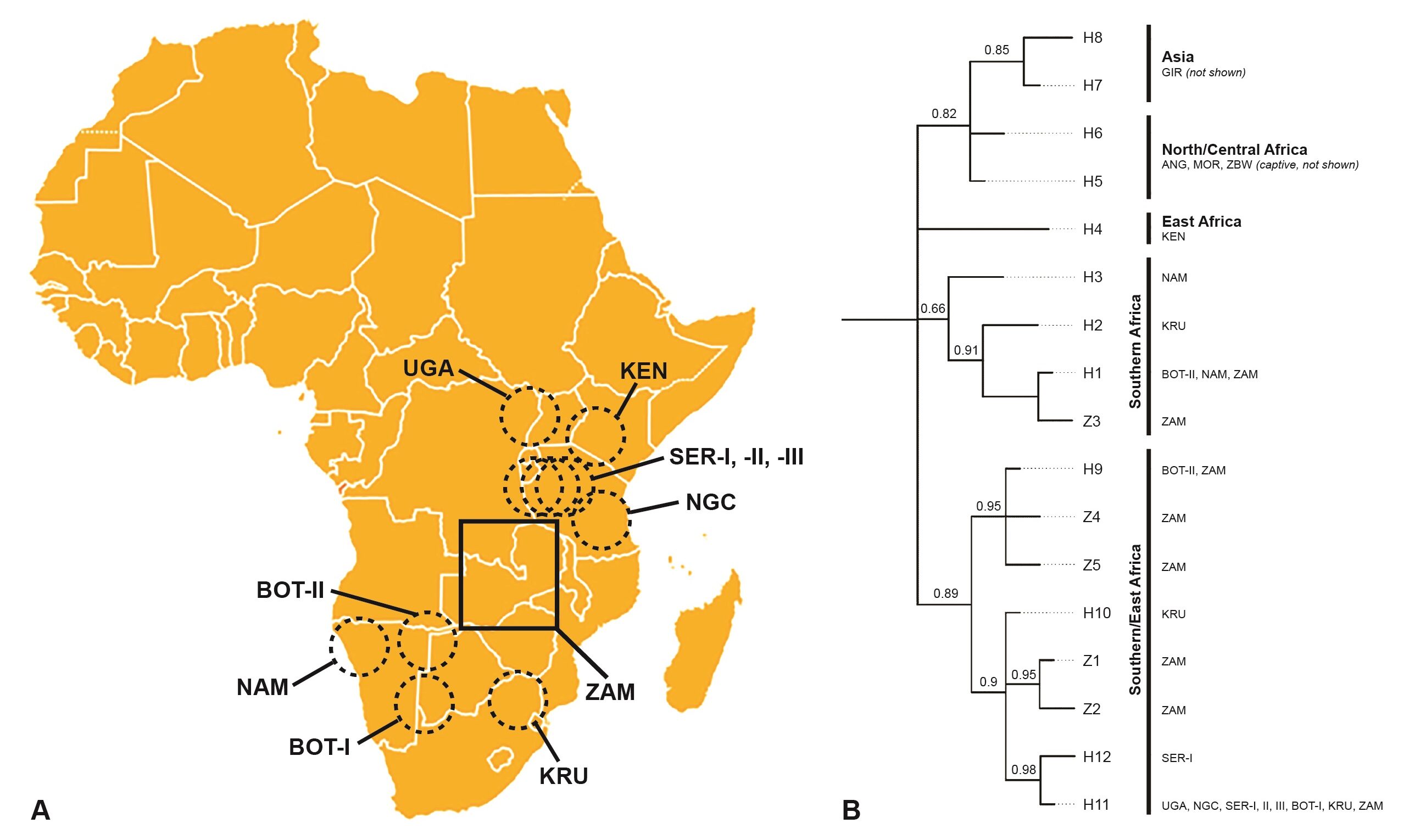 A) Map and B) Genetic Tree for African Lion Conservation Genomics