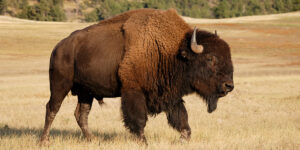 North American Bison on the high plains