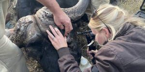 A veterinary student does an eye exam during an education abroad trip.