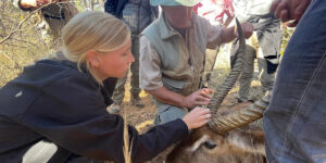 Student helps measure an antler while on an education abroad trip.