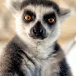 a ring-tailed lemur poses for the camera