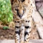 an african serval cat stalks towards the camera