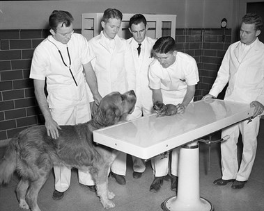 The 1930s  College of Veterinary Medicine at MSU