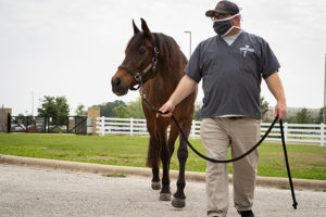 a technician wearing a face mask leads a horse on pavement near hospital