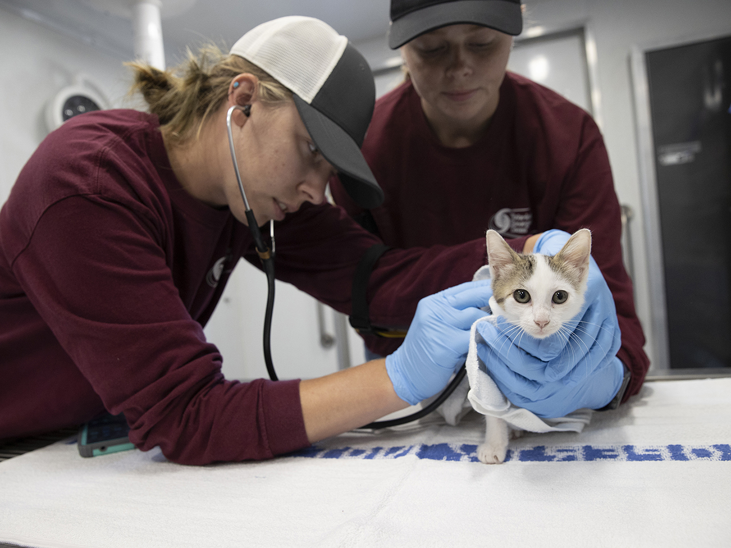 Home Texas A&M College of Veterinary Medicine & Biomedical Sciences