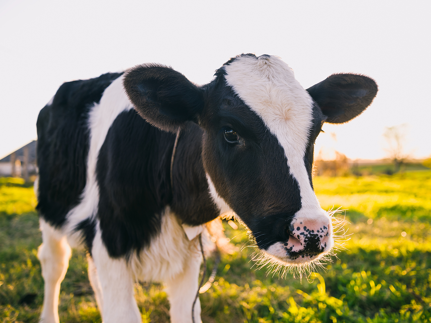 The Cattle Battle: Bovine Respiratory Disease
