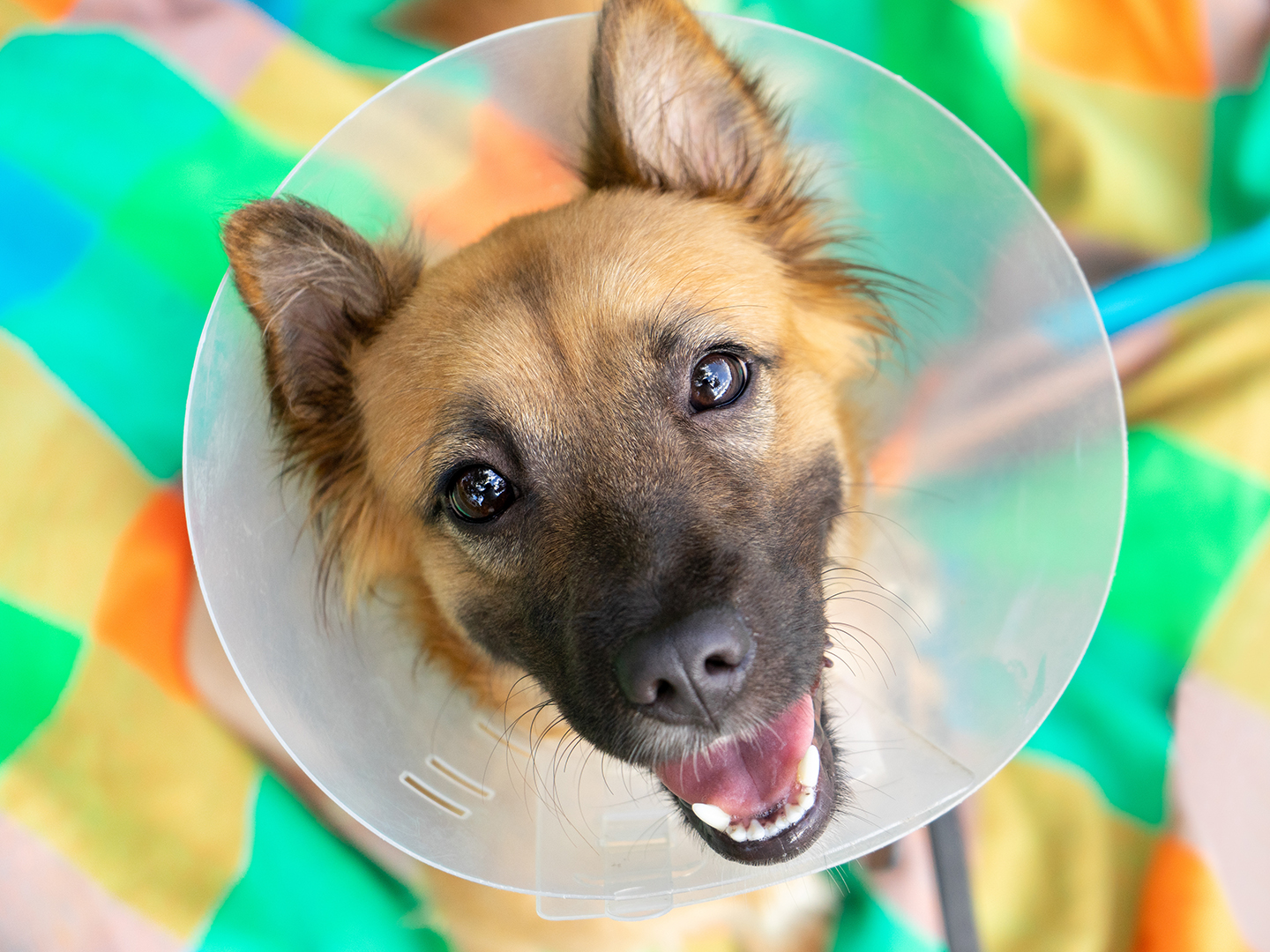 The Benefits Of Surgery In The Fight Against Veterinary Cancer