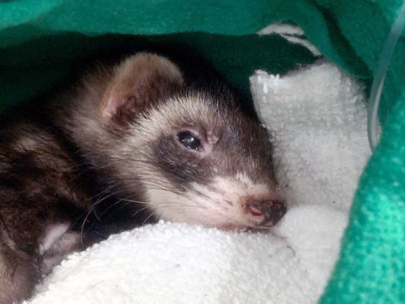Ferret Receives Lifesaving Pacemaker At Texas A&M SATH