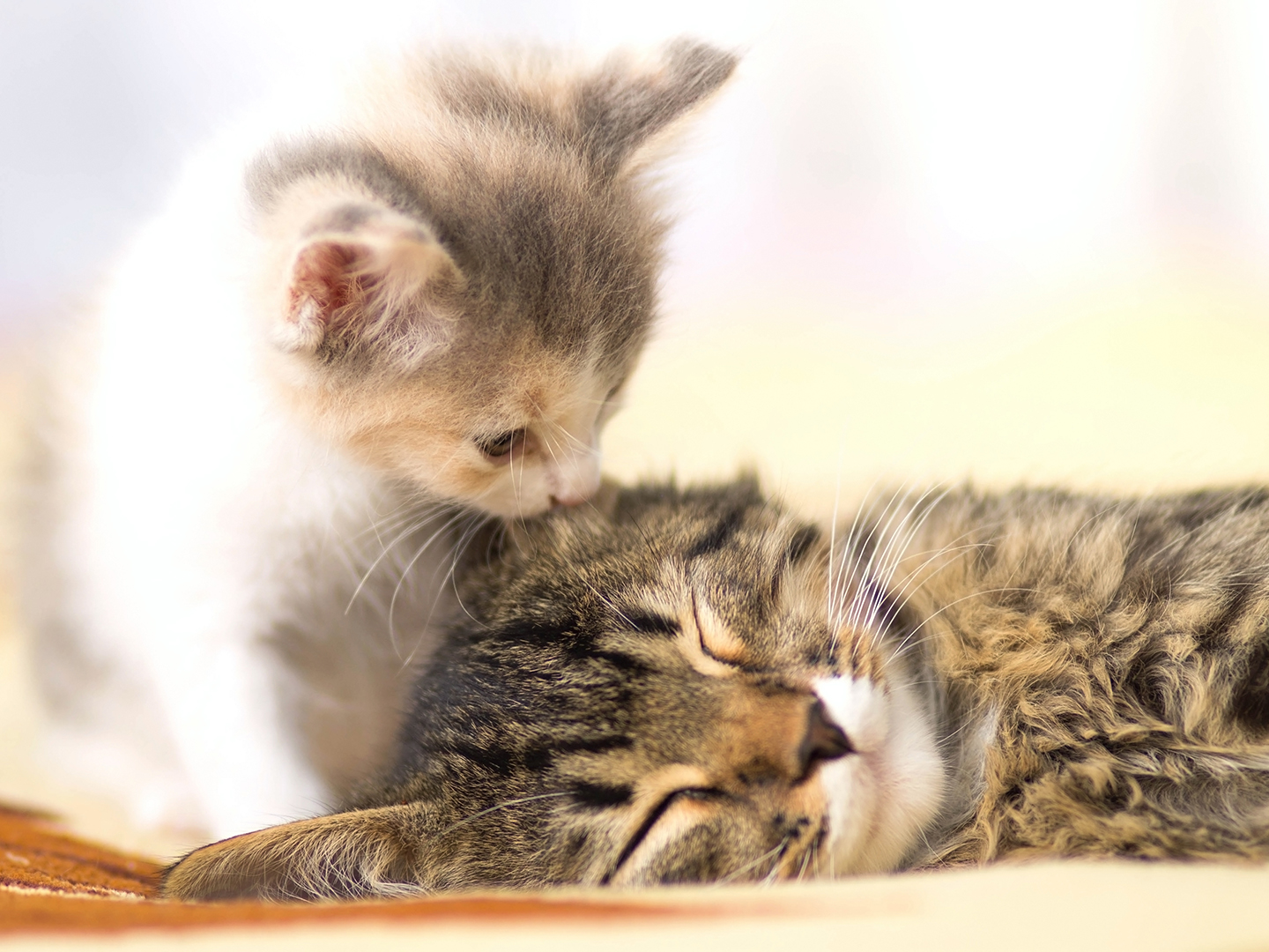 Adopting A Shelter/Rescue Cat Part 1: Finding A Feline Friend