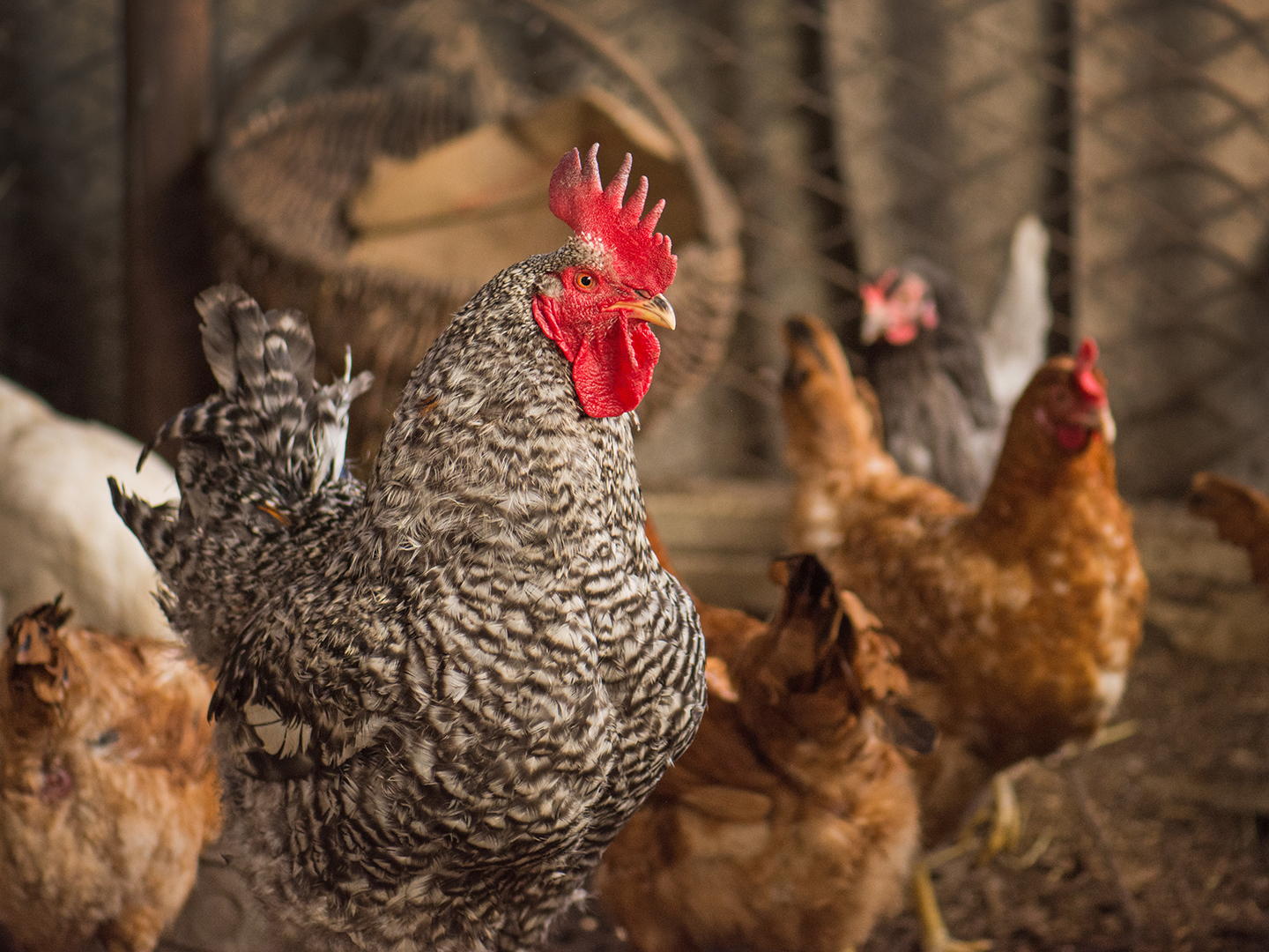 Backyard Chickens Part 1: Preparing To Buy Healthy Birds