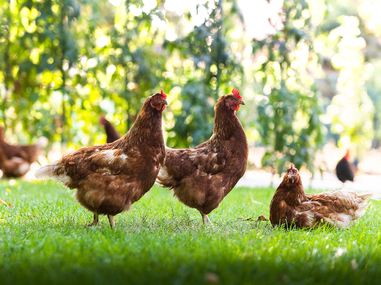 Backyard Chickens Part 2: Maintaining Healthy Birds