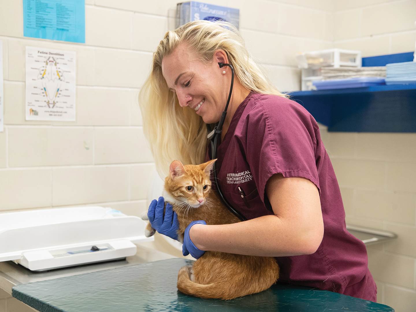 Texas A&M Veterinary Specialists Collaborate On Rare Heart Procedure To Save Young Tabby Cat