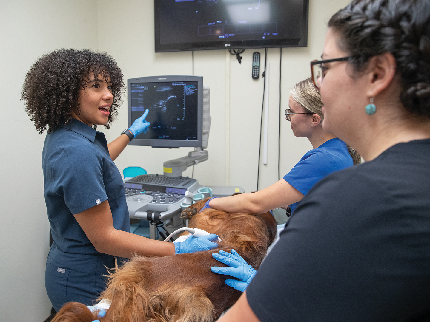 Aggie Veterinarian Explores Her Love For Radiology With Small Animal Rotating Internship