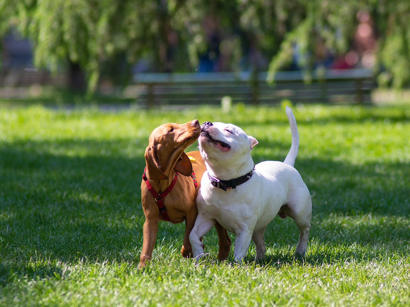 Protecting Dogs Against Outbreaks Of Respiratory Disease
