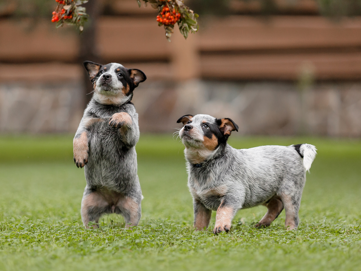 Understanding Littermate Syndrome In Puppy Pairs
