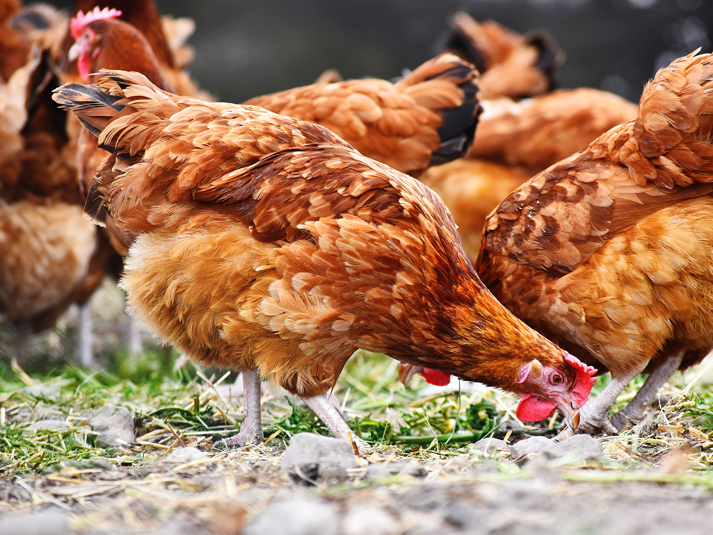 Protecting Your Poultry From Bird Flu