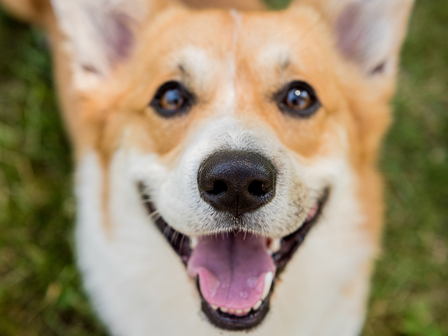 Brushing Up On Your Pet’s Dental Care 