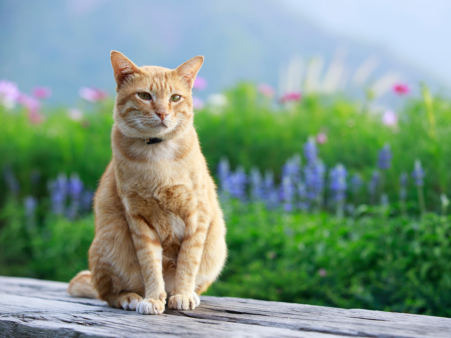 Springtime Bliss: Keeping Your Pets Safe From Poisonous Plants