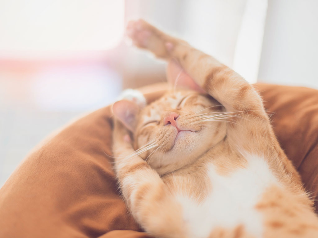 How To Help Your Cat Breathe Easy With Feline Asthma